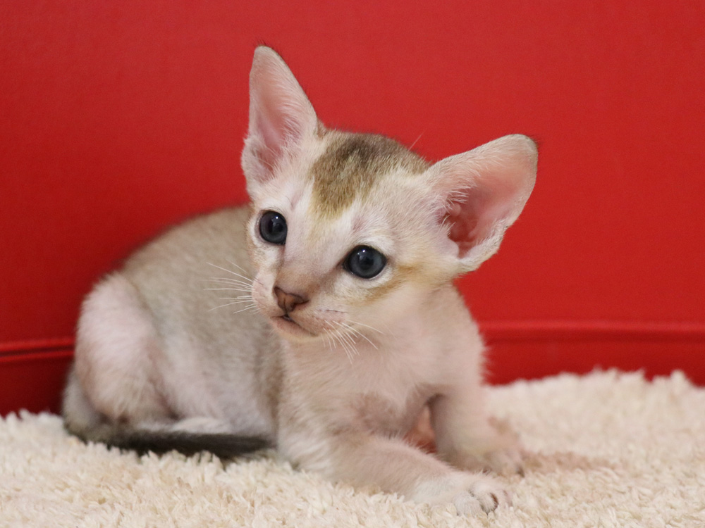 シンガプーラの子猫画像