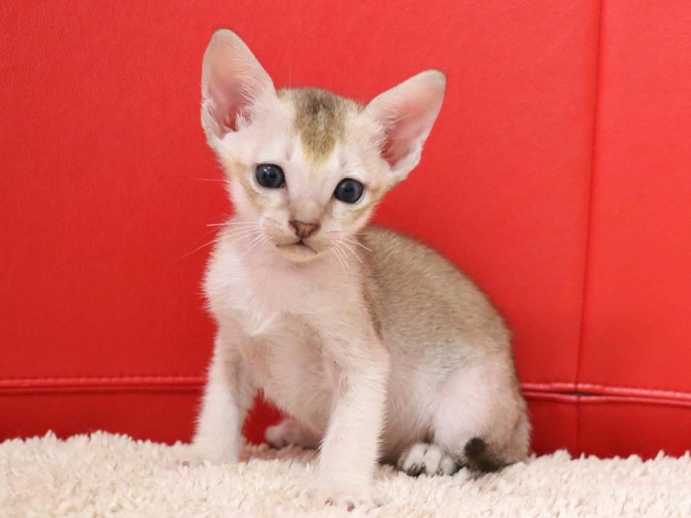シンガプーラの子猫画像