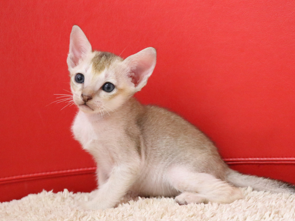 シンガプーラの子猫画像
