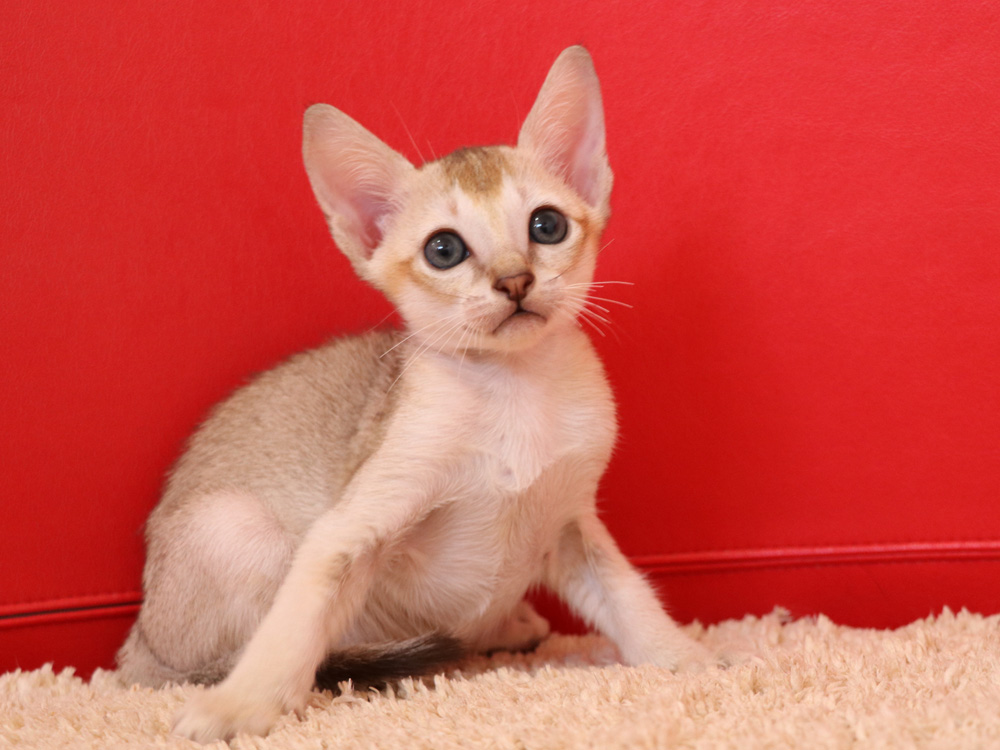 シンガプーラの子猫画像