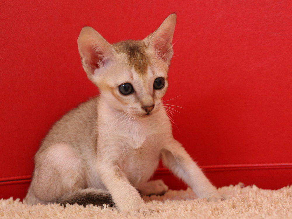 シンガプーラの子猫画像