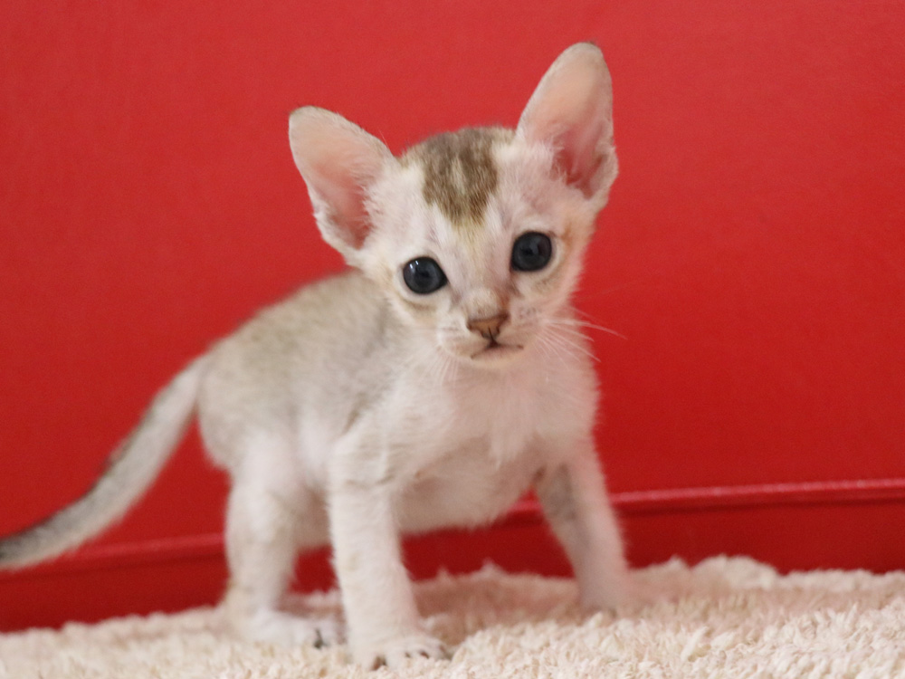 シンガプーラの子猫画像