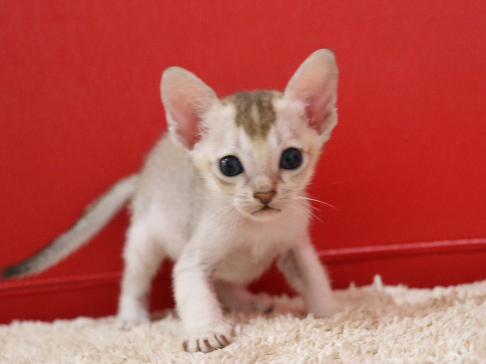 シンガプーラの子猫画像
