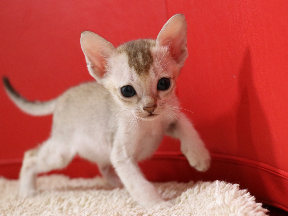 シンガプーラの子猫画像
