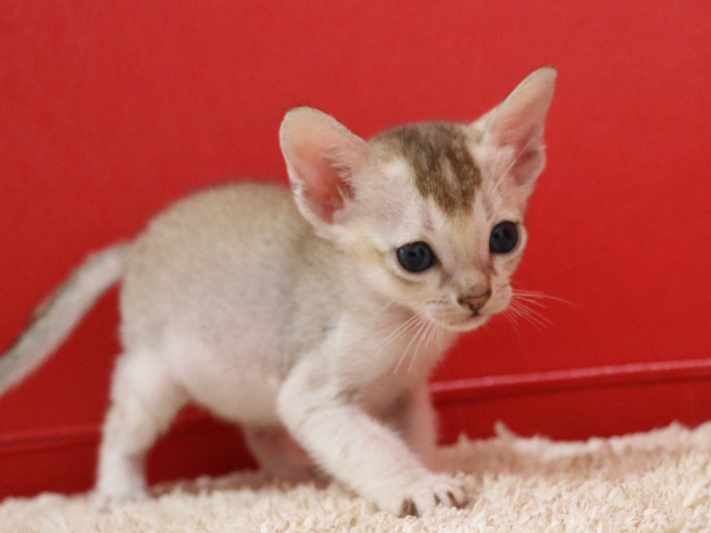シンガプーラの子猫画像