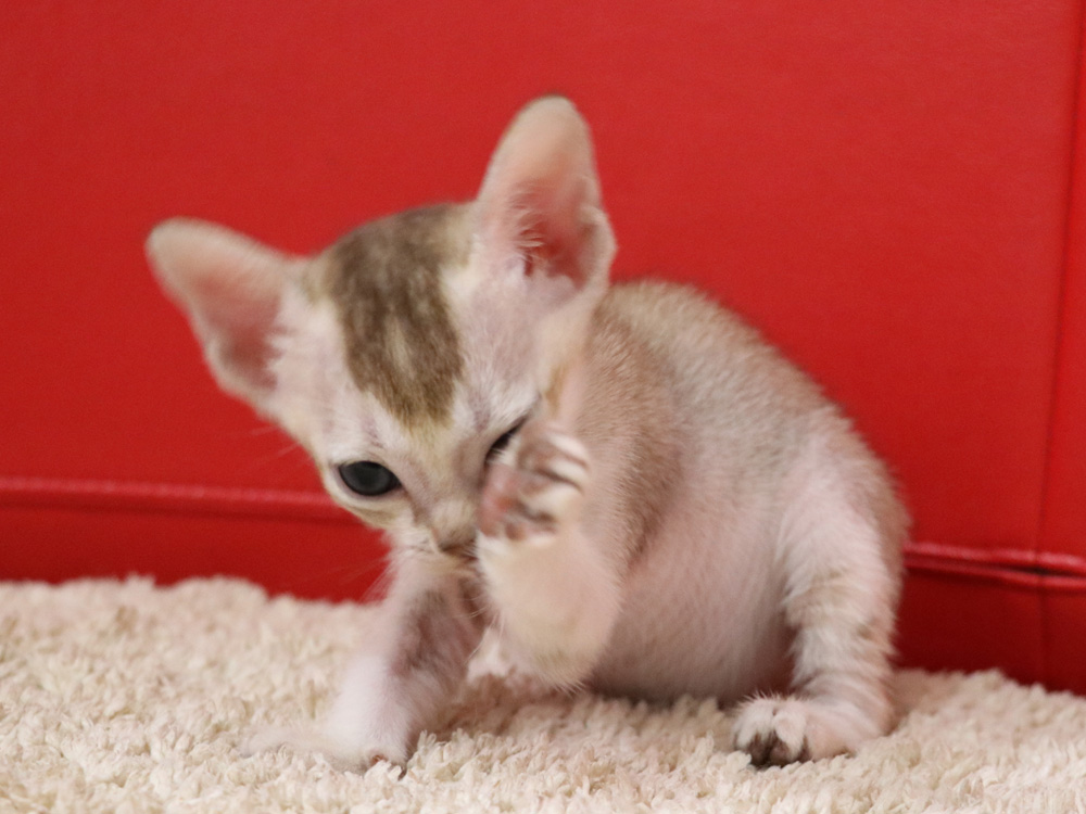 シンガプーラの子猫画像