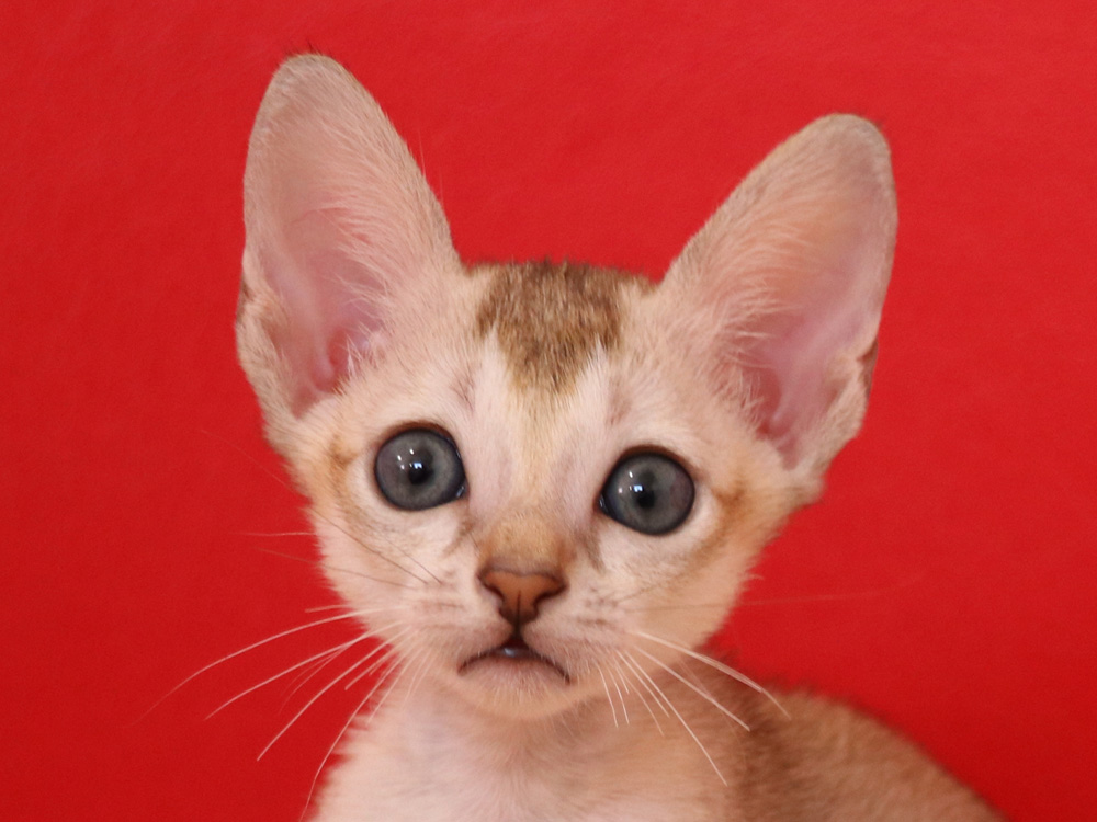 シンガプーラの子猫画像