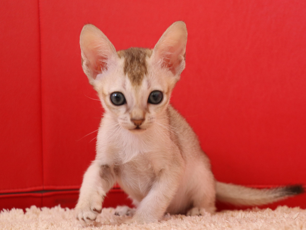 シンガプーラの子猫画像