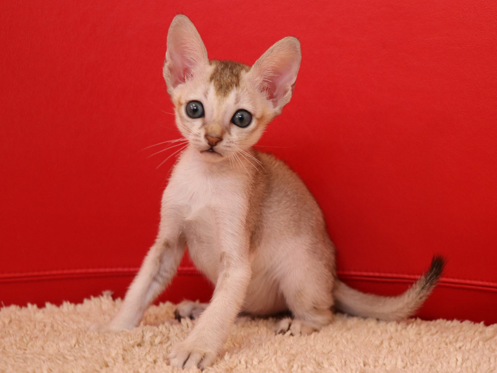 シンガプーラの子猫画像