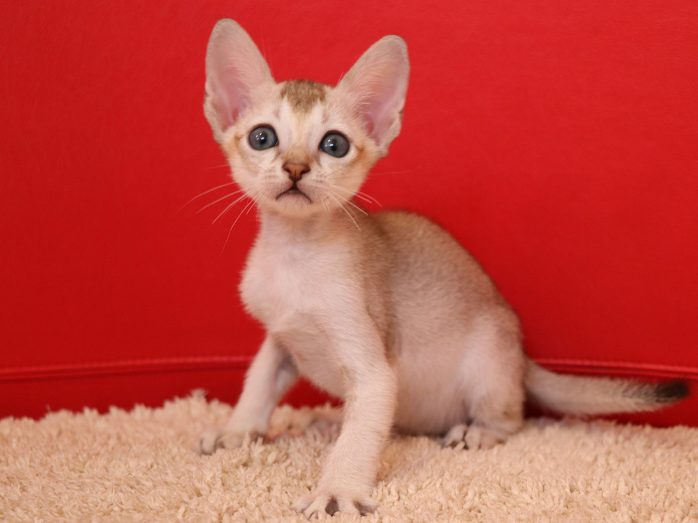 シンガプーラの子猫画像