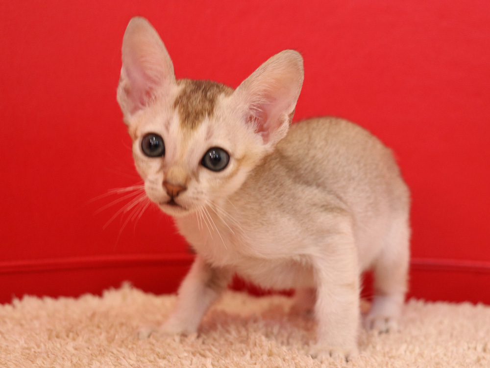 シンガプーラの子猫画像