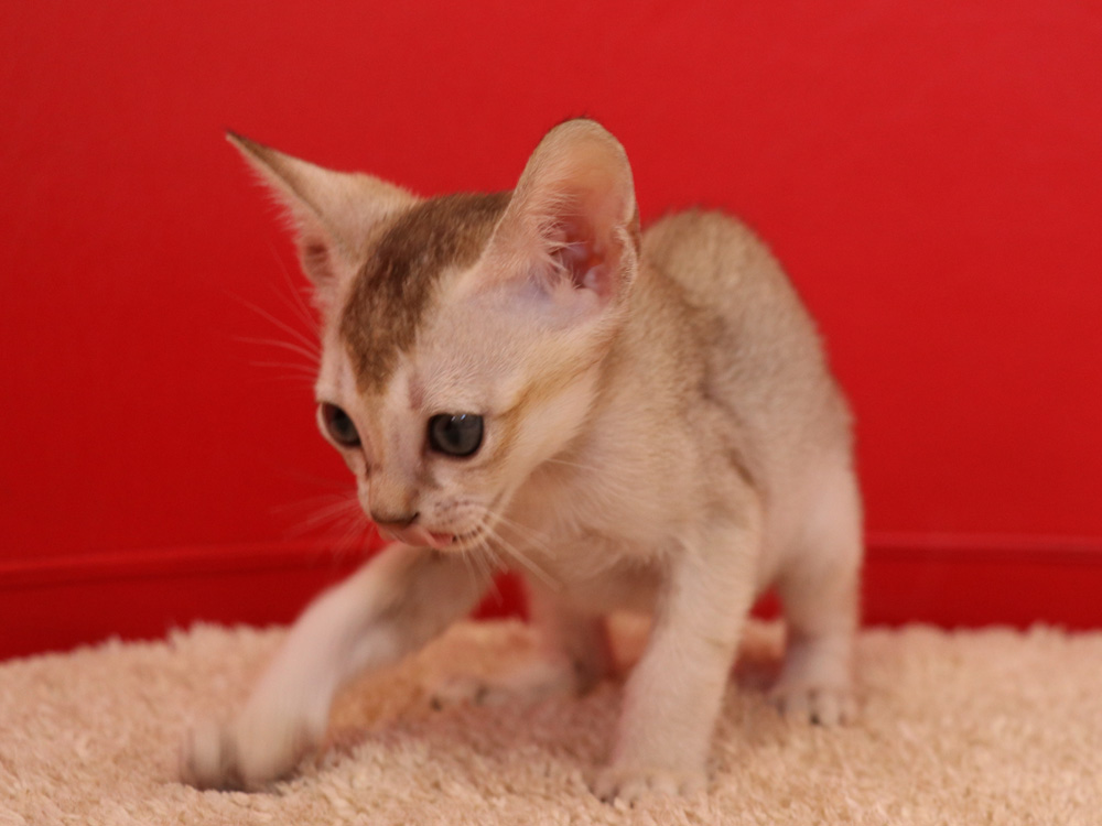 シンガプーラの子猫画像