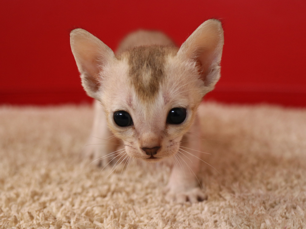 シンガプーラの子猫画像