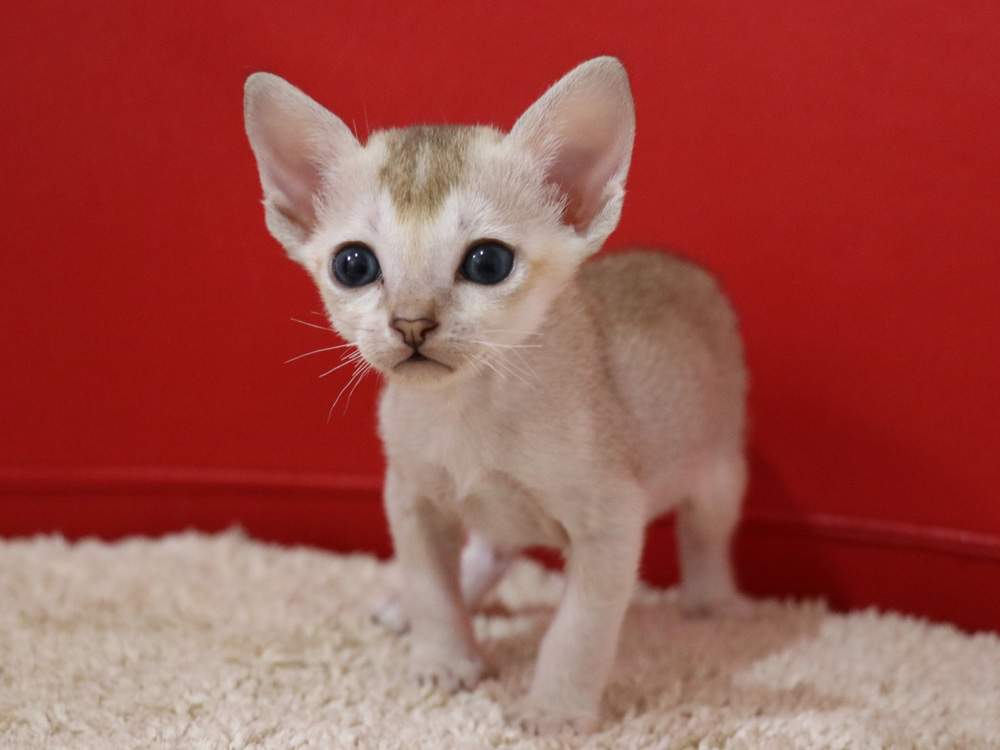 シンガプーラの子猫画像