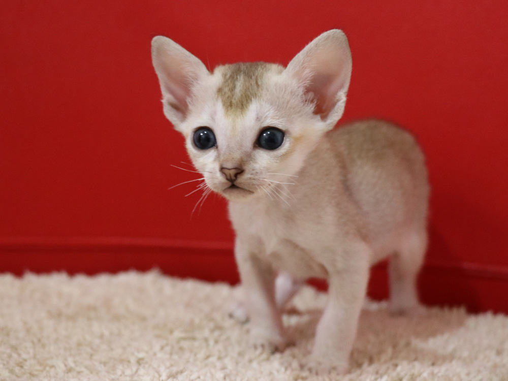 シンガプーラの子猫画像
