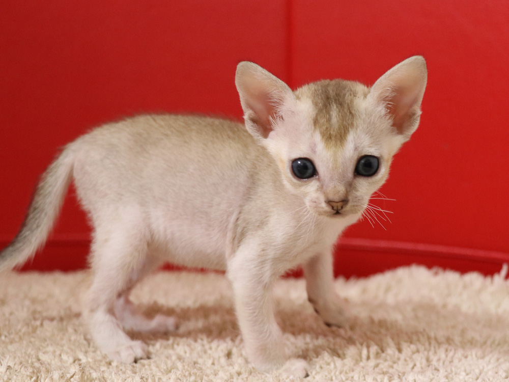 シンガプーラの子猫画像