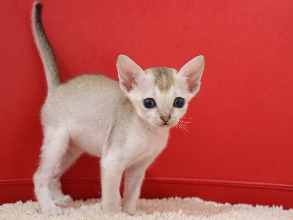 シンガプーラの子猫画像