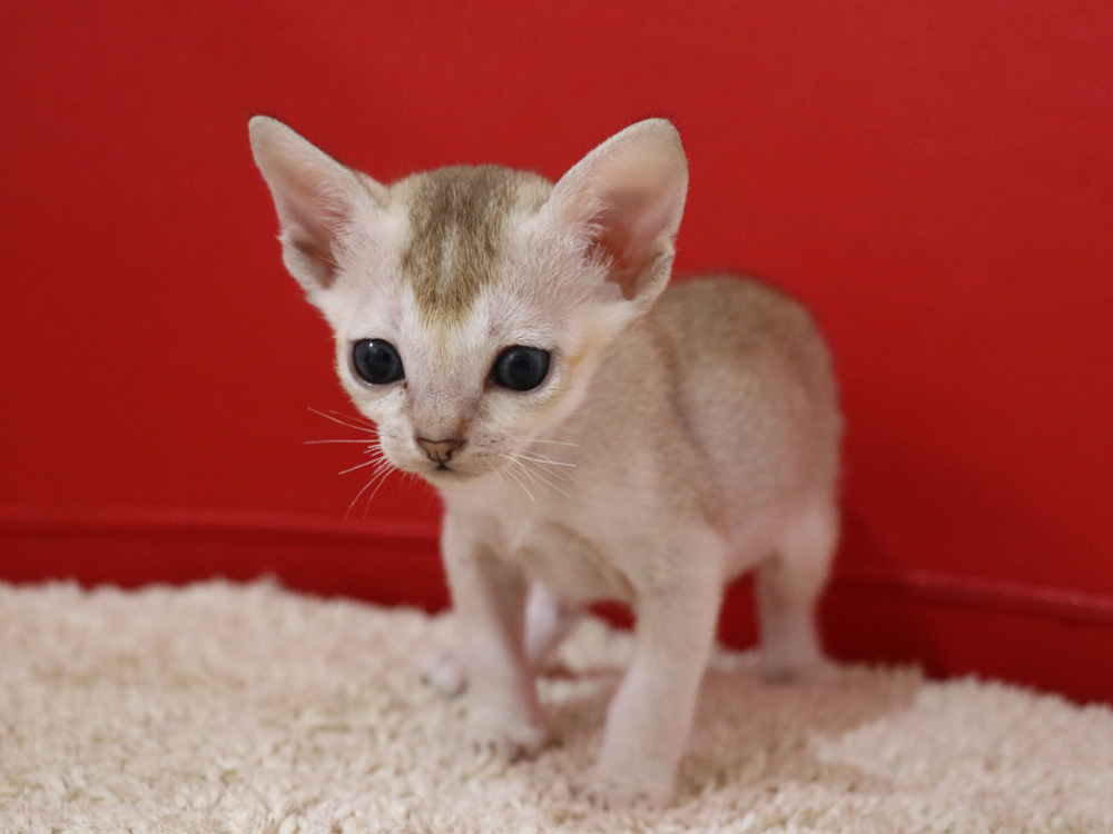 シンガプーラの子猫画像