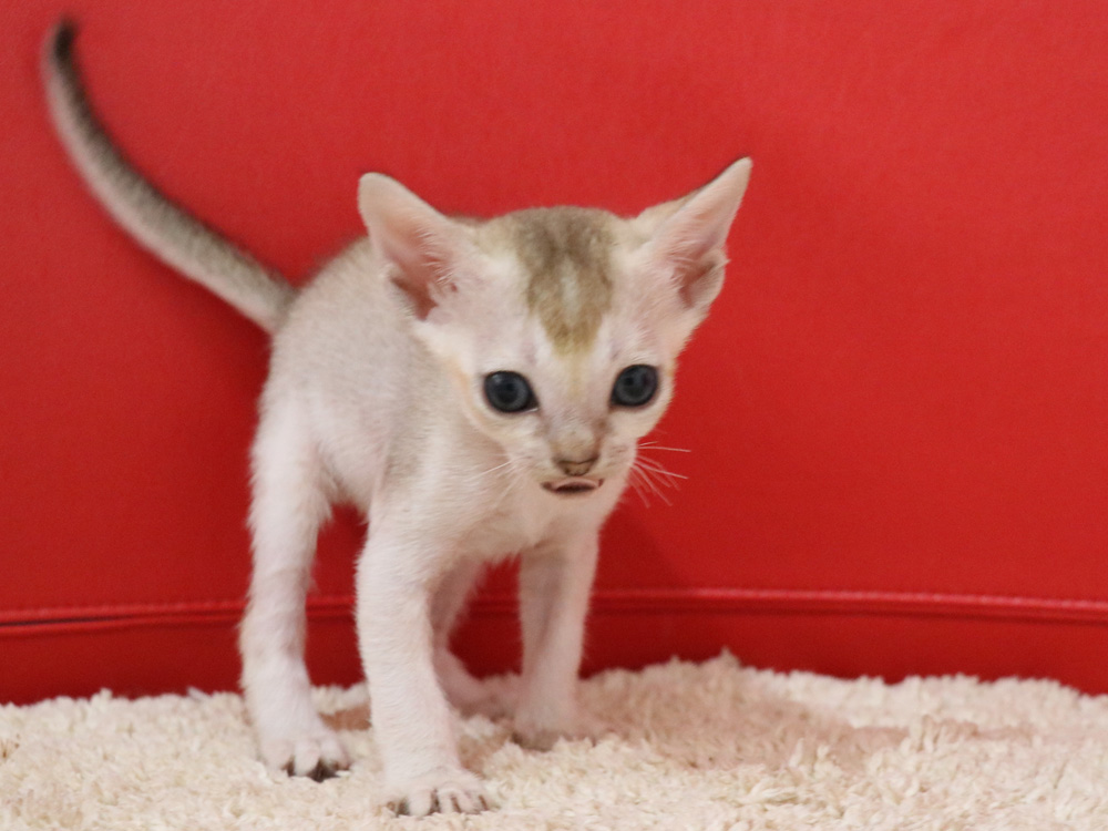 シンガプーラの子猫画像
