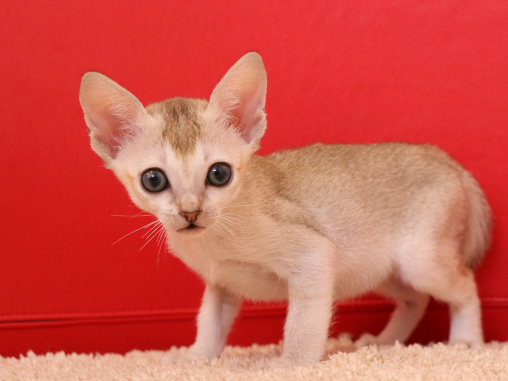 シンガプーラの子猫画像