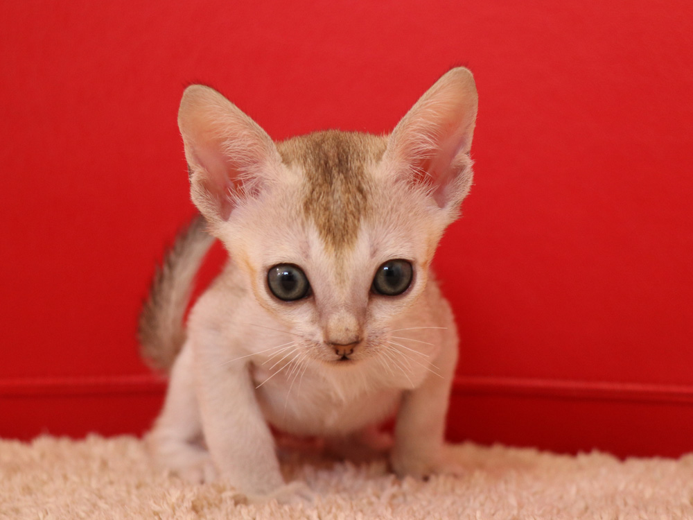 シンガプーラの子猫画像
