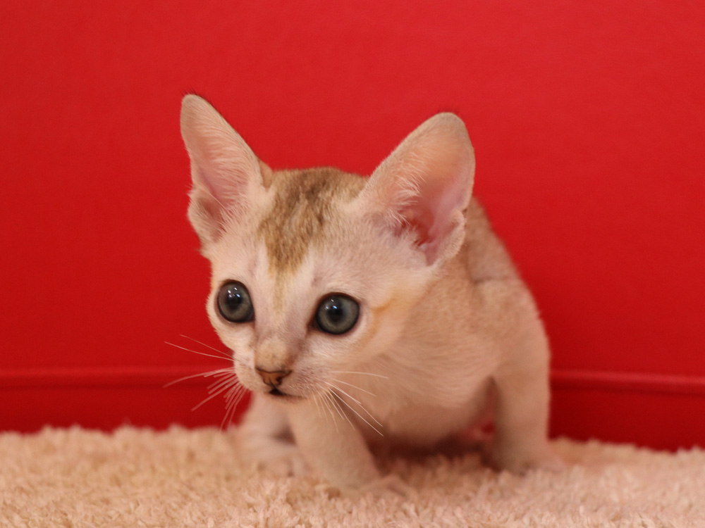 シンガプーラの子猫画像