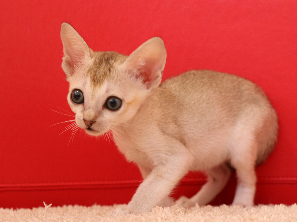 シンガプーラの子猫画像