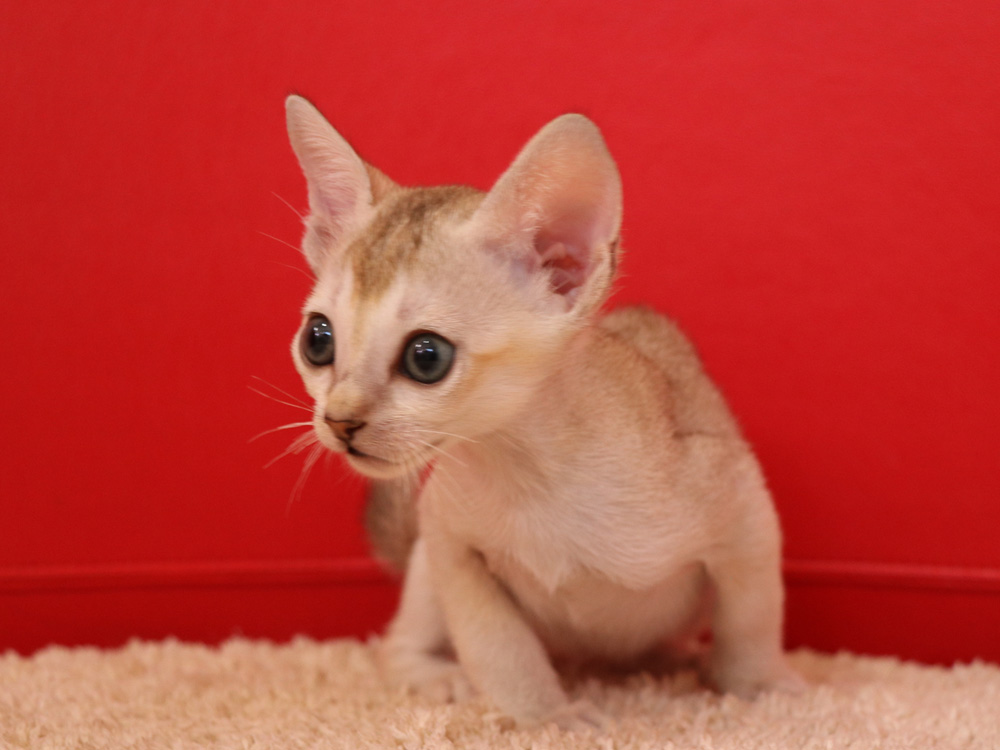 シンガプーラの子猫画像