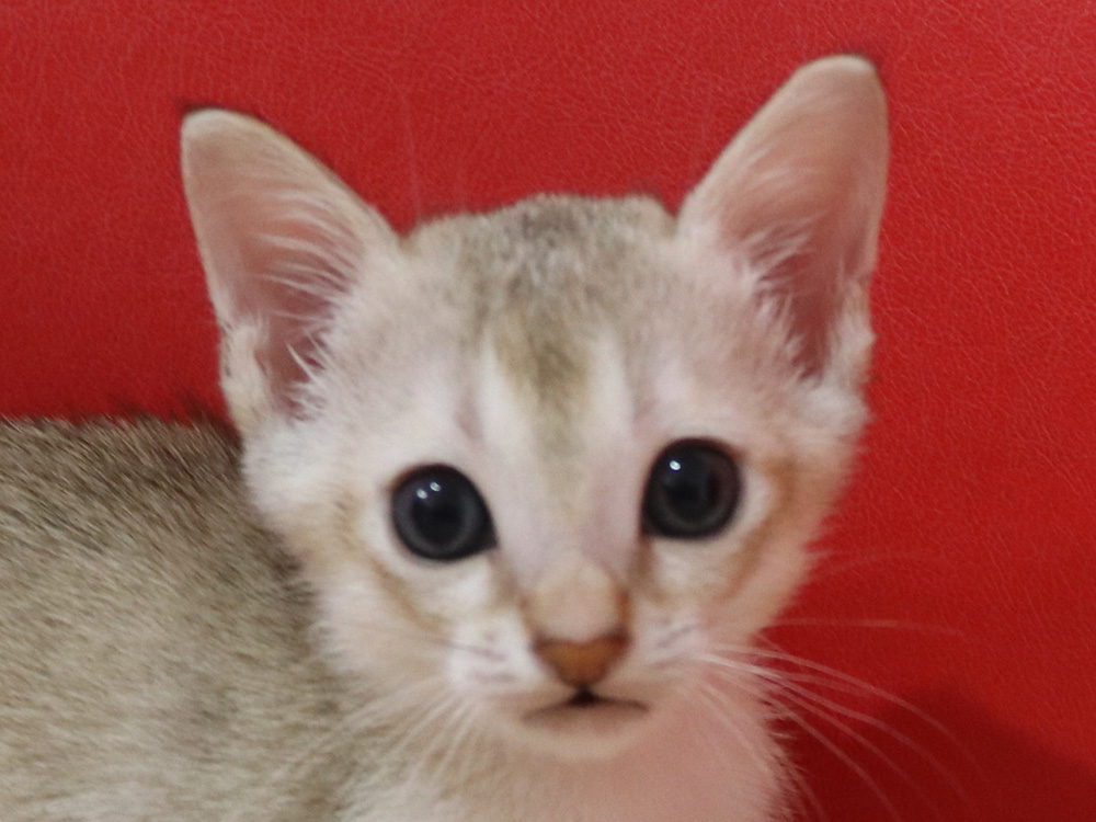 シンガプーラの子猫画像