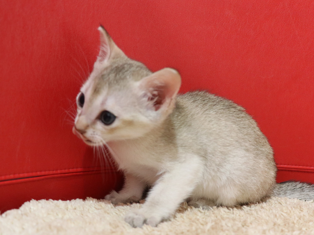 シンガプーラの子猫画像