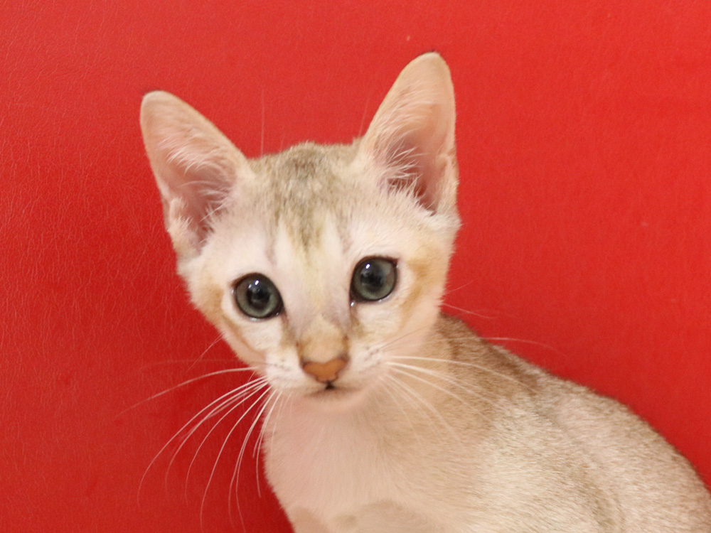 シンガプーラの子猫画像