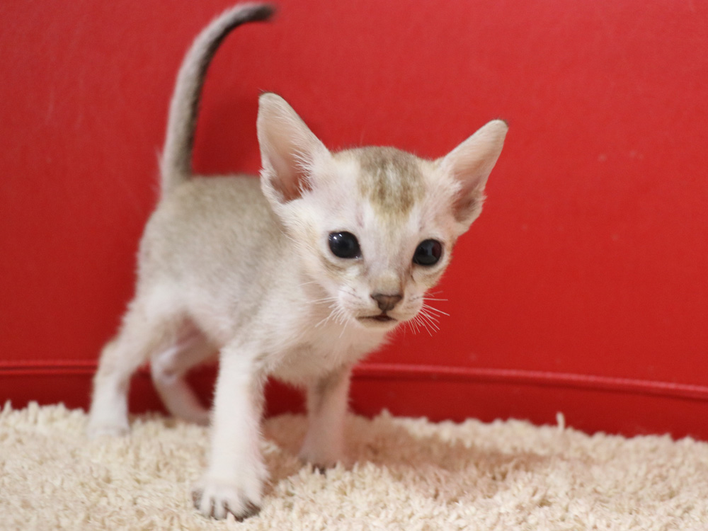 シンガプーラの子猫画像
