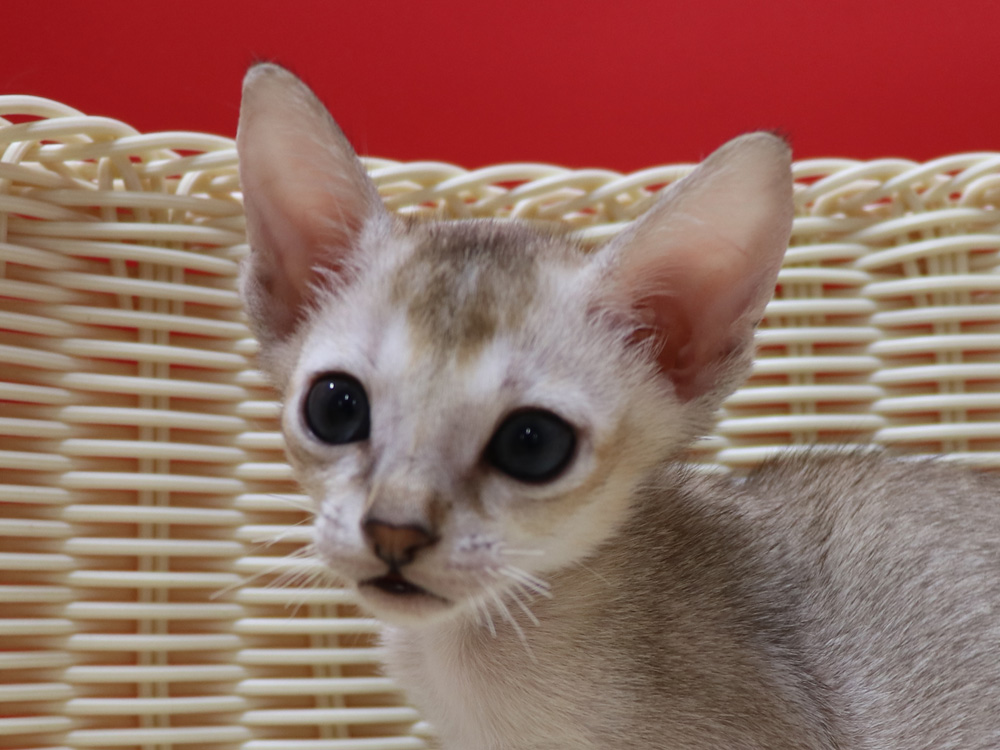 シンガプーラの子猫画像