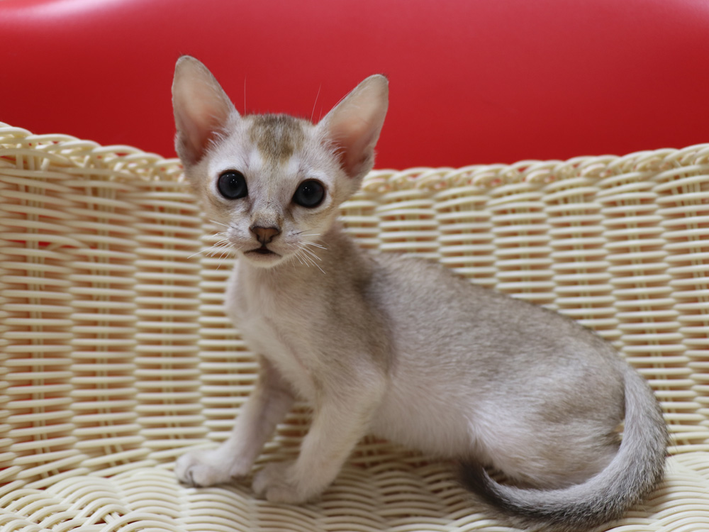 シンガプーラの子猫画像