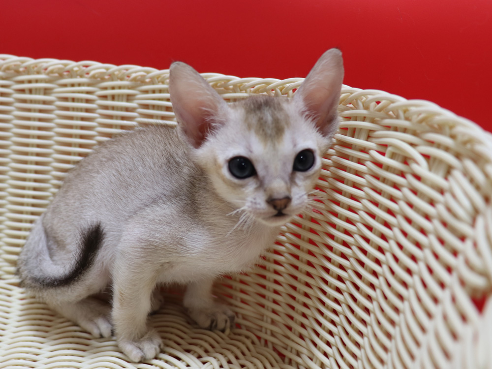 シンガプーラの子猫画像