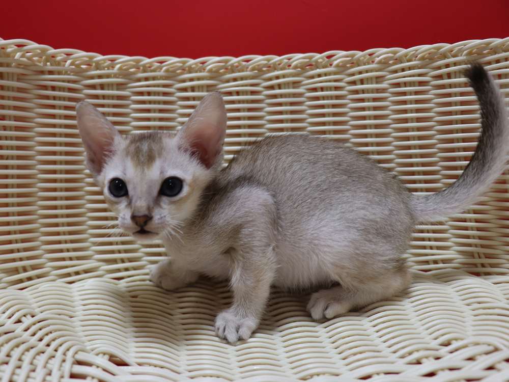 シンガプーラの子猫画像