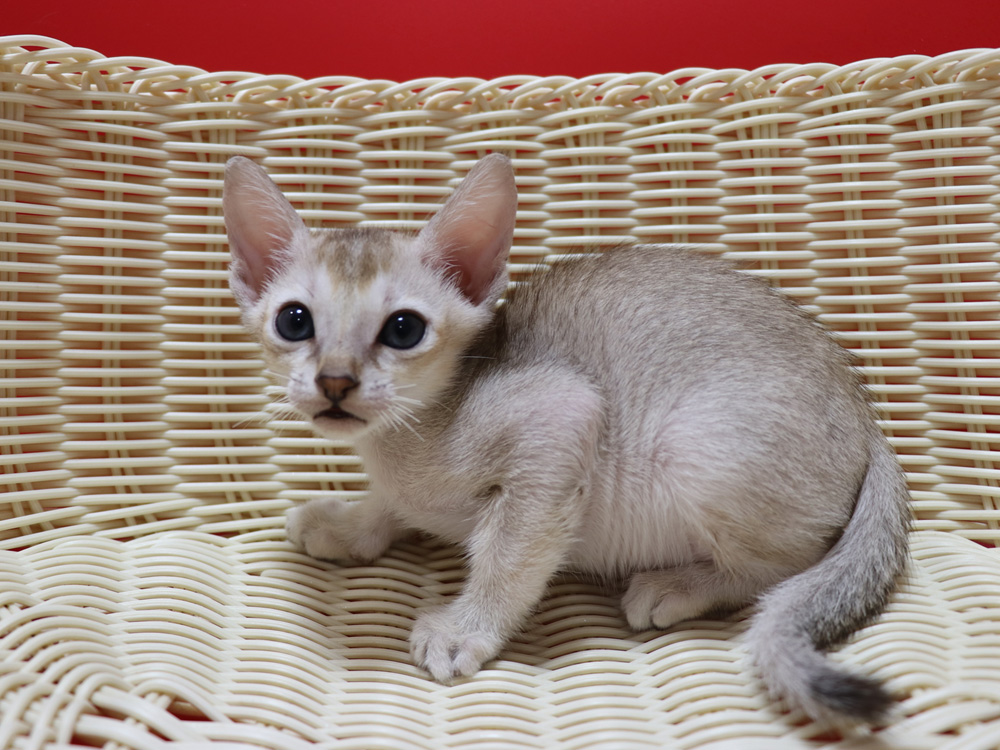 シンガプーラの子猫画像