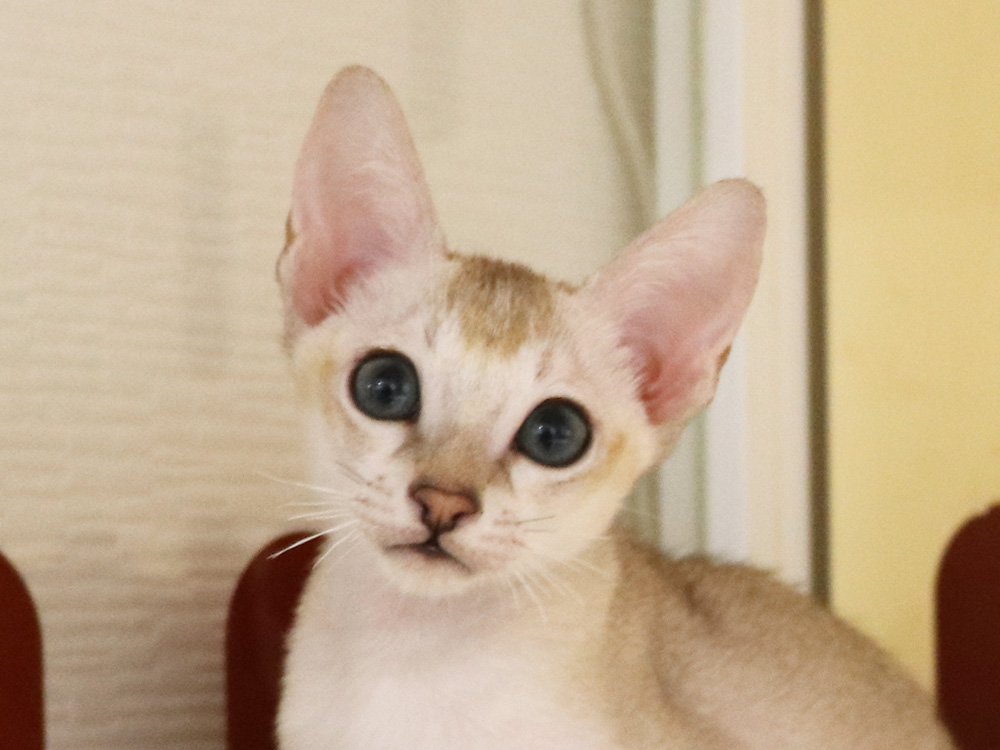 シンガプーラの子猫画像