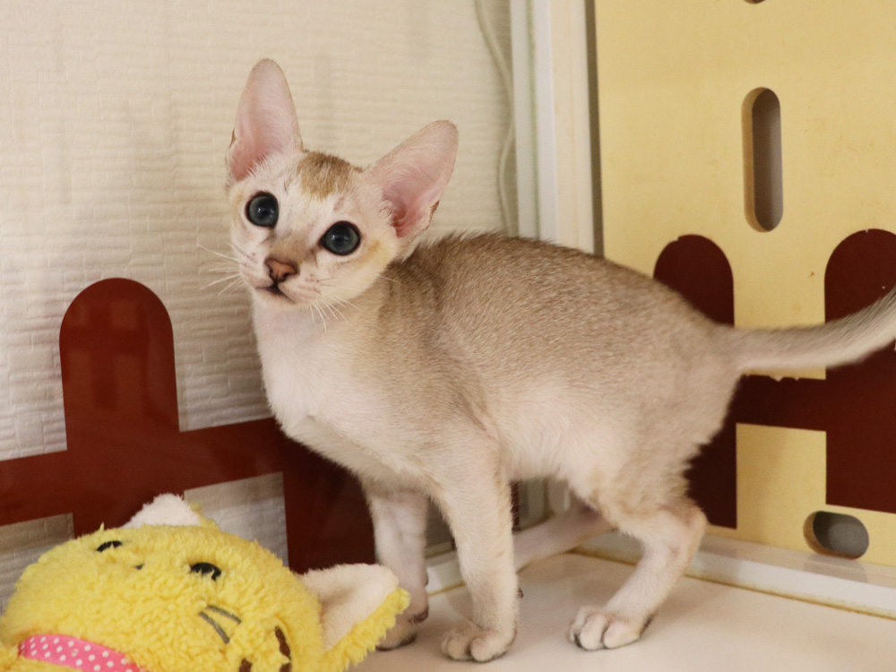 シンガプーラの子猫画像