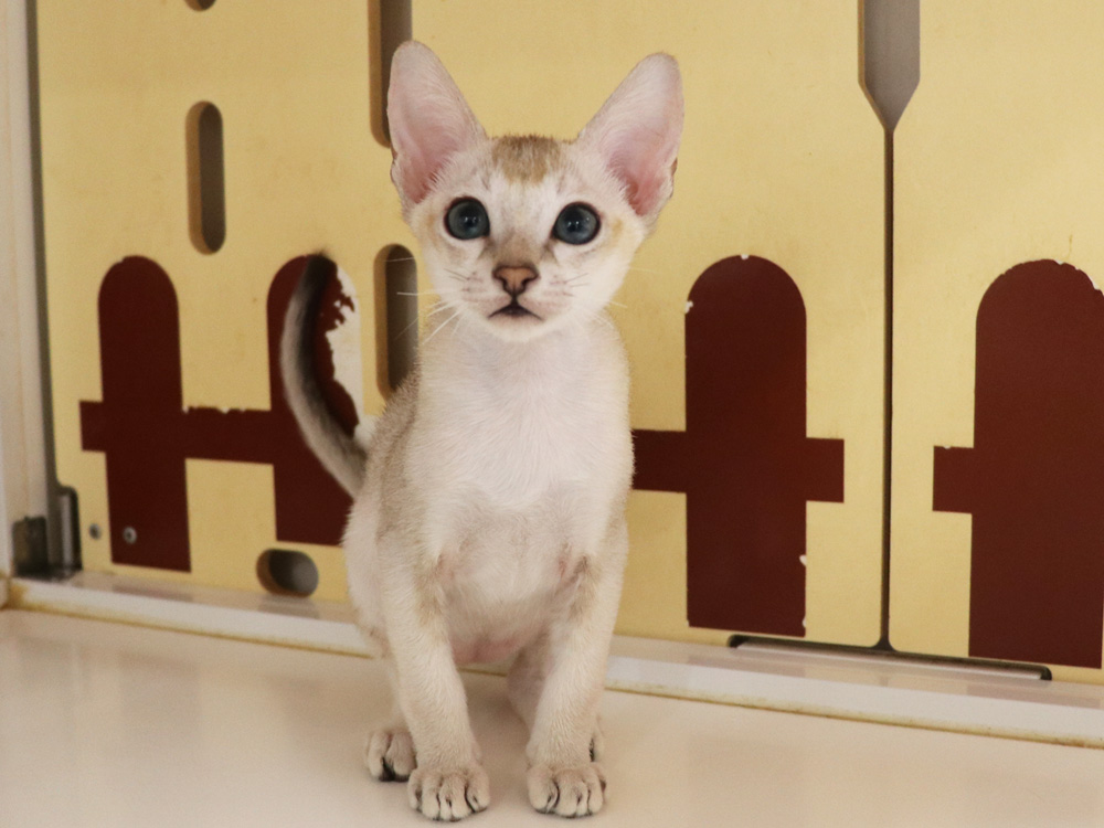 シンガプーラの子猫画像