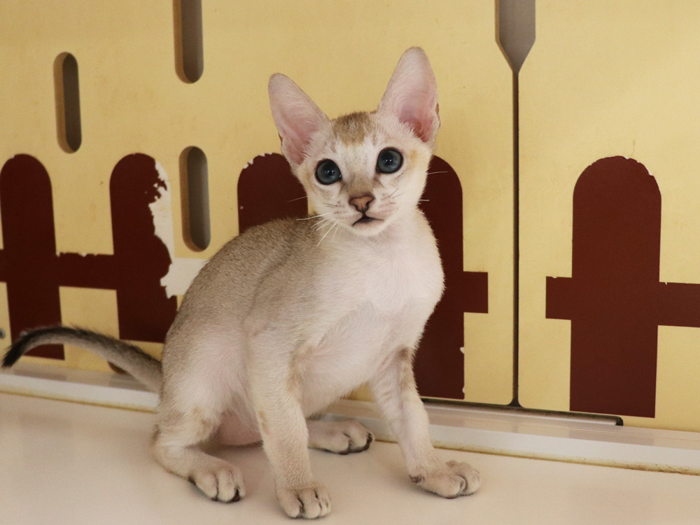 シンガプーラの子猫画像