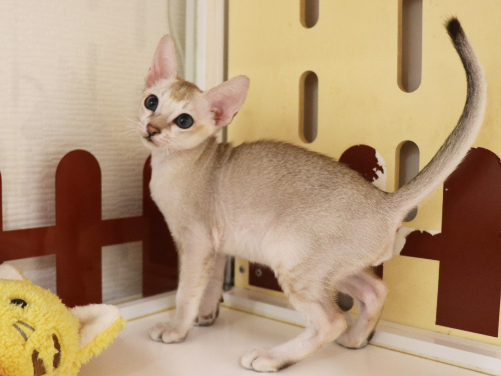 シンガプーラの子猫画像