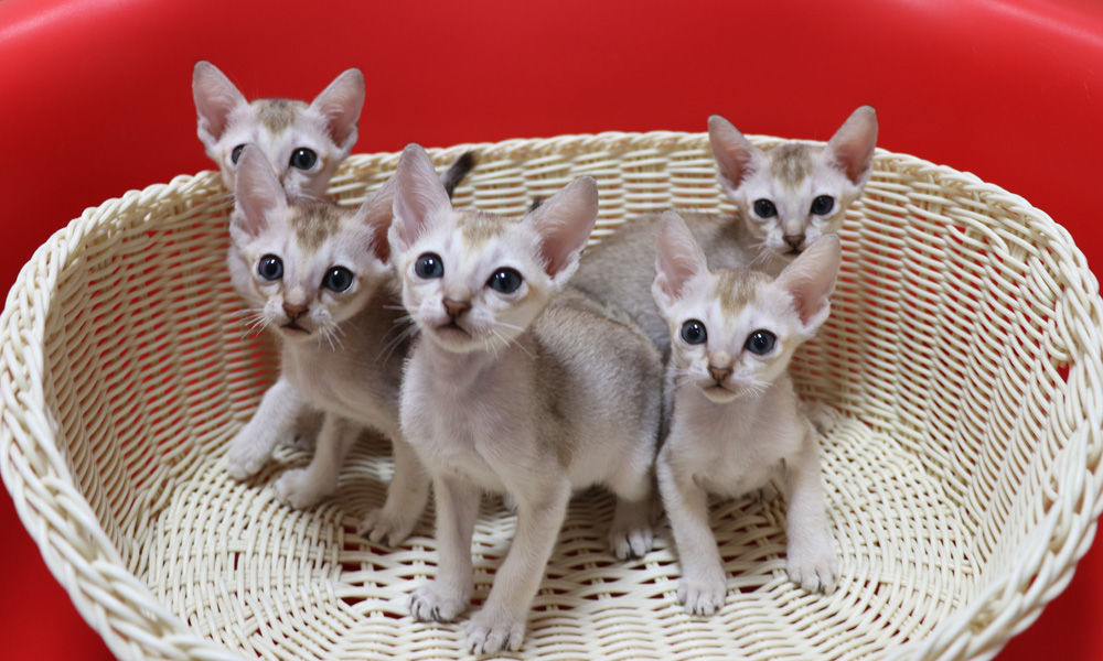 シンガプーラの子猫画像