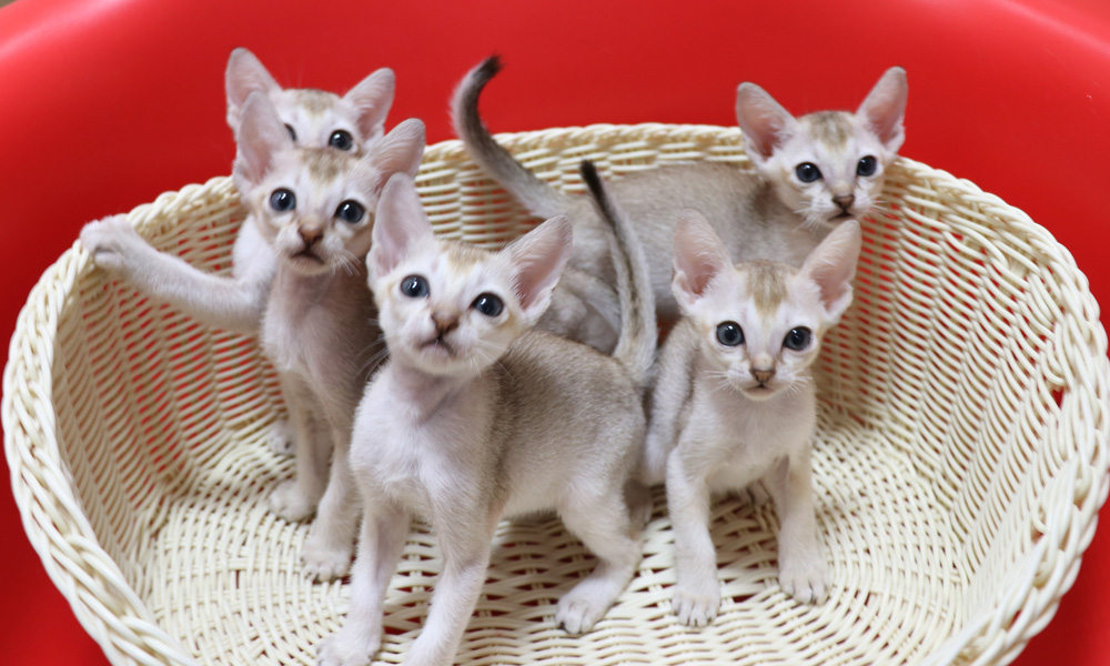 シンガプーラの子猫画像