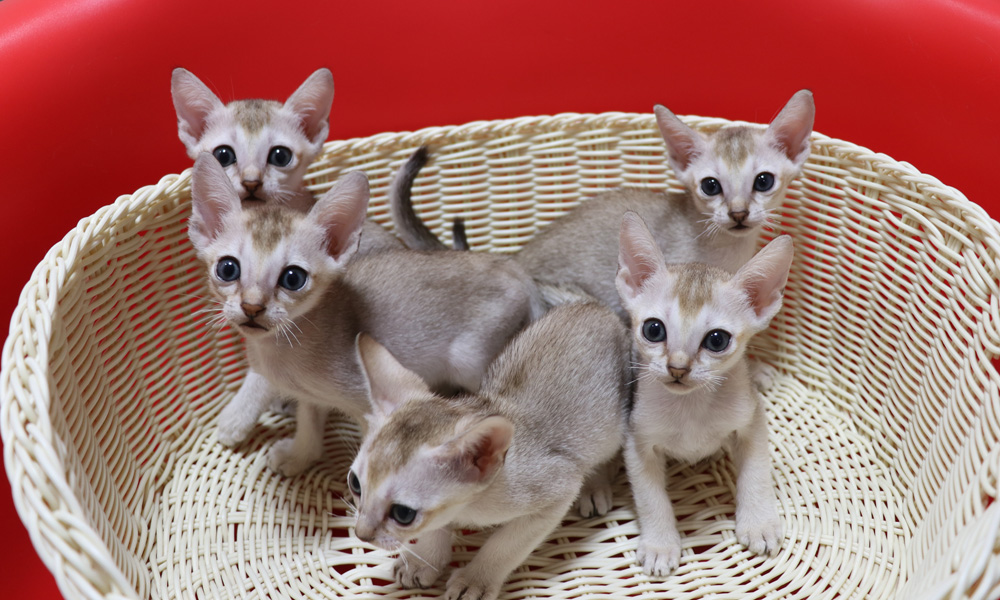 シンガプーラの子猫画像