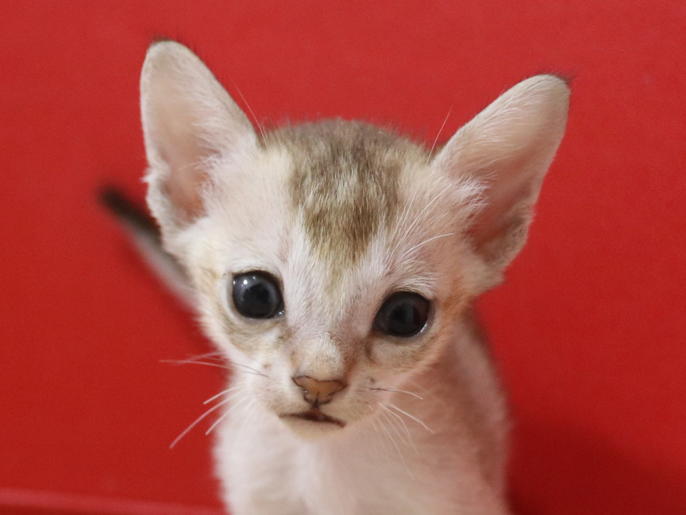 シンガプーラの子猫画像