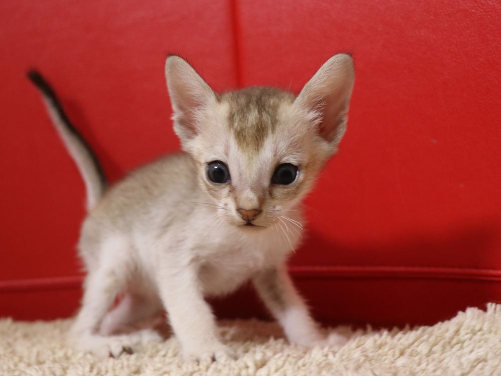 シンガプーラの子猫画像