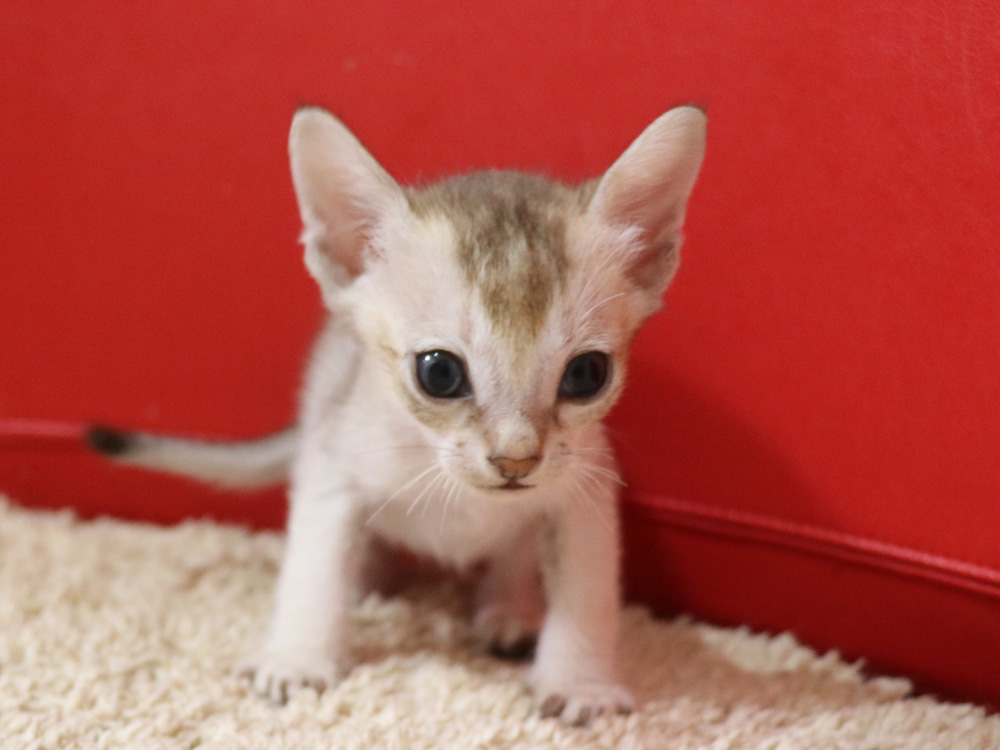 シンガプーラの子猫画像