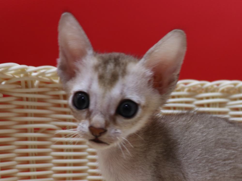 シンガプーラの子猫画像