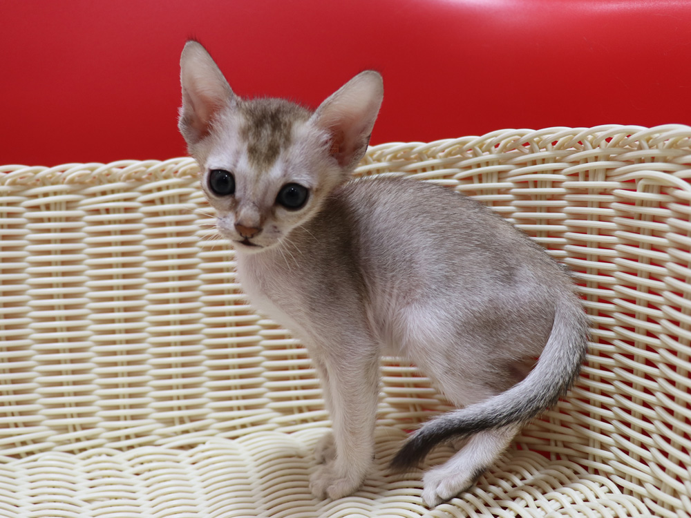シンガプーラの子猫画像